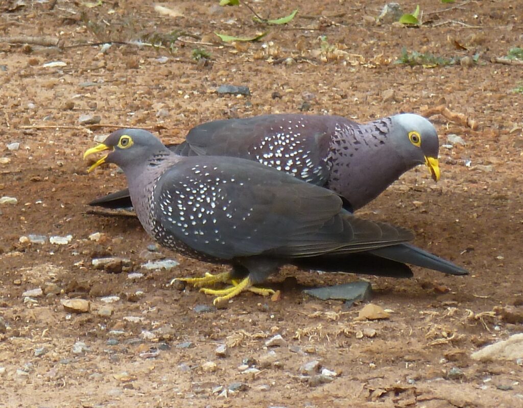 Columba arquatrix