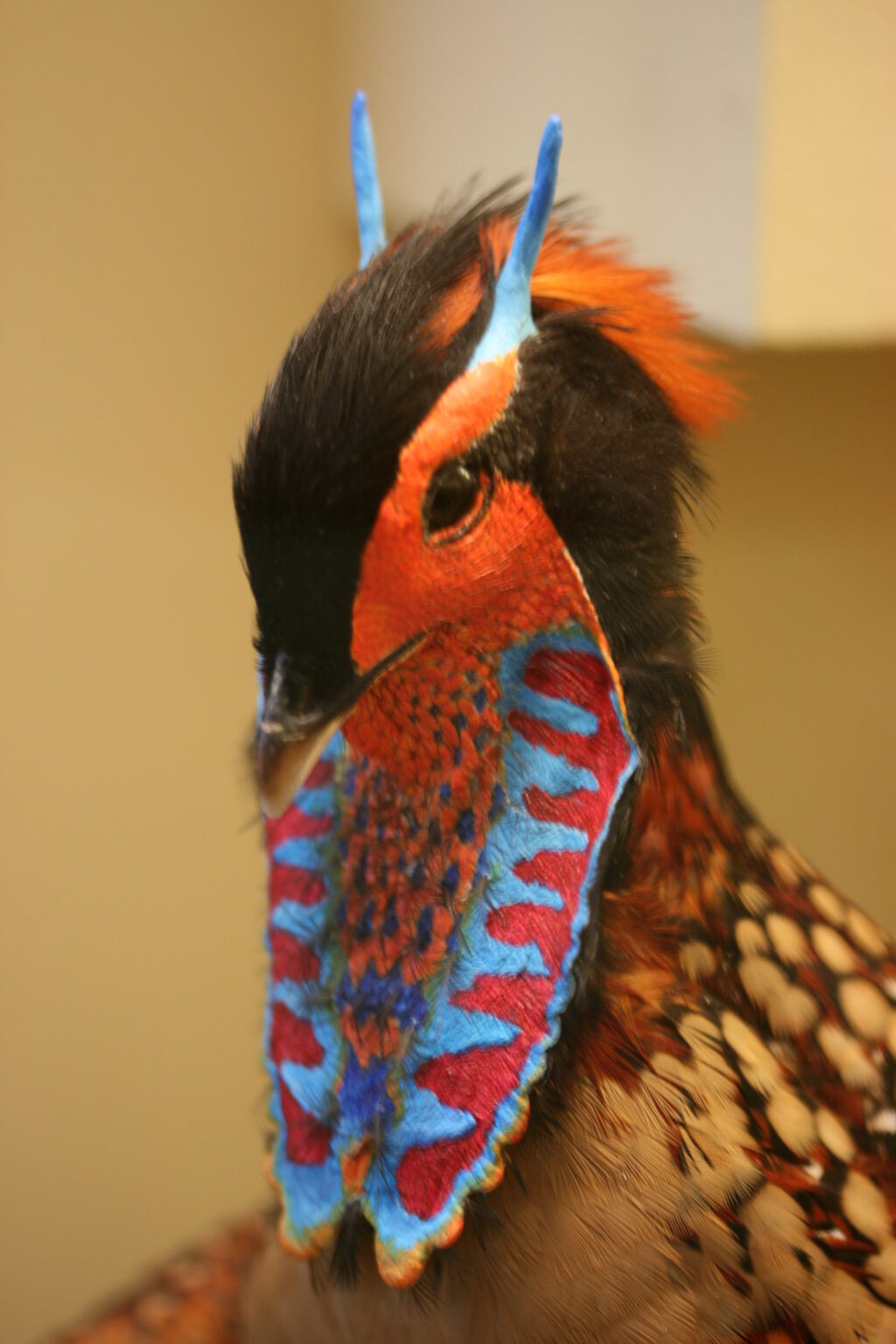 Cabots tragopan prydfjerkr 